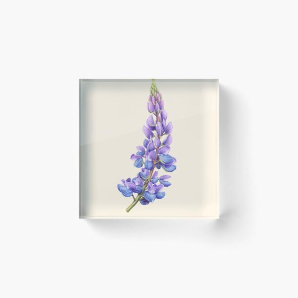 Item preview, Purple and blue sundial lupine Scientific Illustration designed and sold by Nick Garnhart.