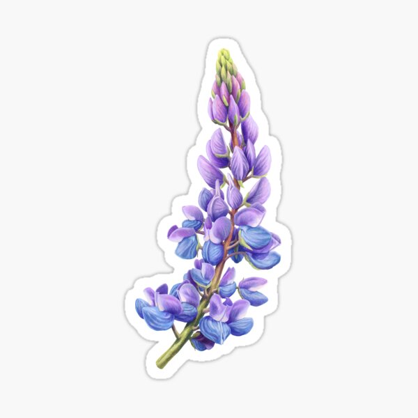 Vintage Flora, Lupine, Contour, outdoor vinyl stickers – Lantern Press