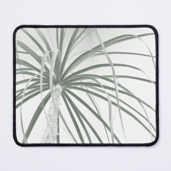 Item preview, Ponytail palm foliage on white designed and sold by Imladris01.