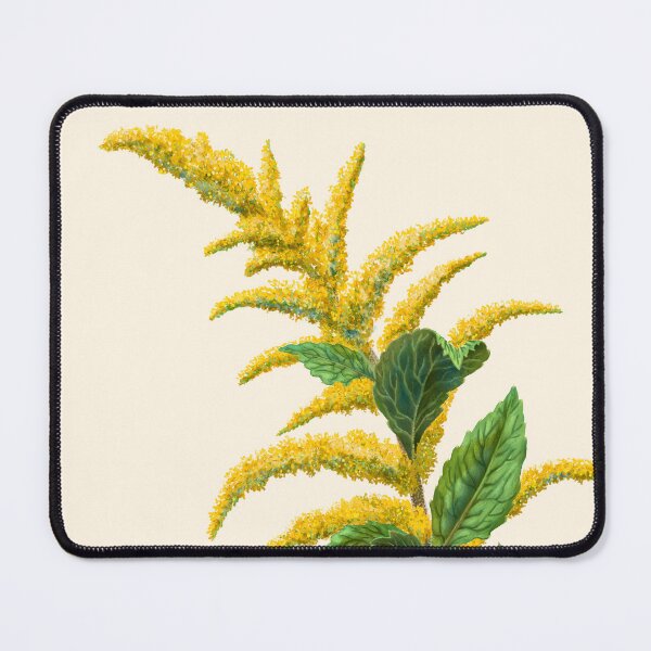 Item preview, Wrinkleaf Goldenrod Rough-stemmed Goldenrod Scientific Illustration designed and sold by Nick Garnhart.