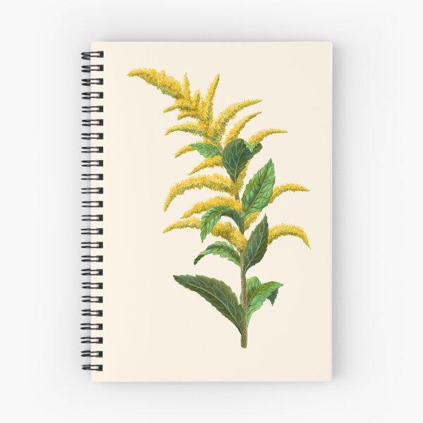 Item preview, Wrinkleaf Goldenrod Rough-stemmed Goldenrod Scientific Illustration designed and sold by Nick Garnhart.