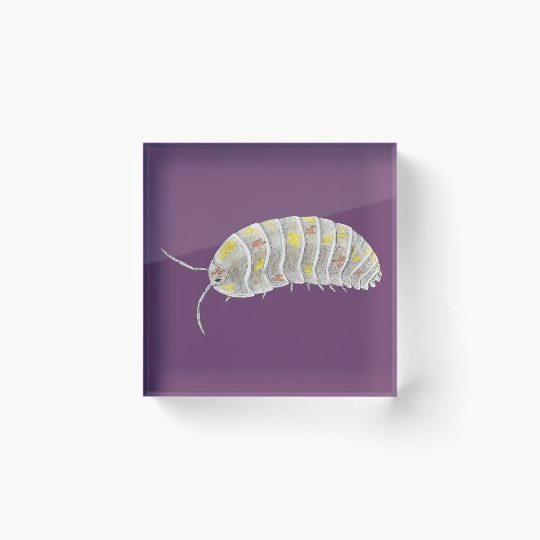 Item preview, Armadillidium Vulgare "Magic Potion Orange Spot" designed and sold by paintedpansy.