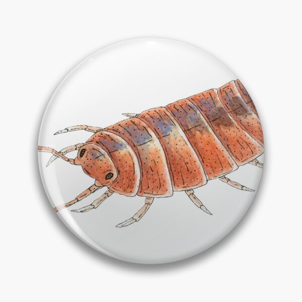 Item preview, Porcellionides pruinosus "Orange" Isopod designed and sold by paintedpansy.