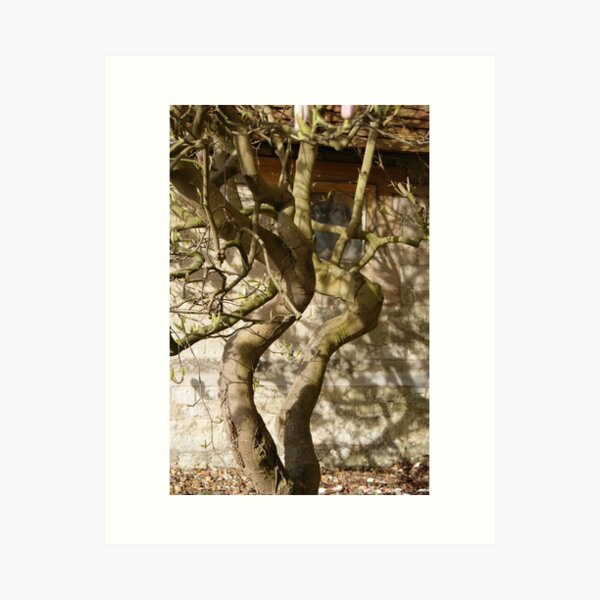 Item preview, Bare magnolia against church stonework. designed and sold by katiecornet.