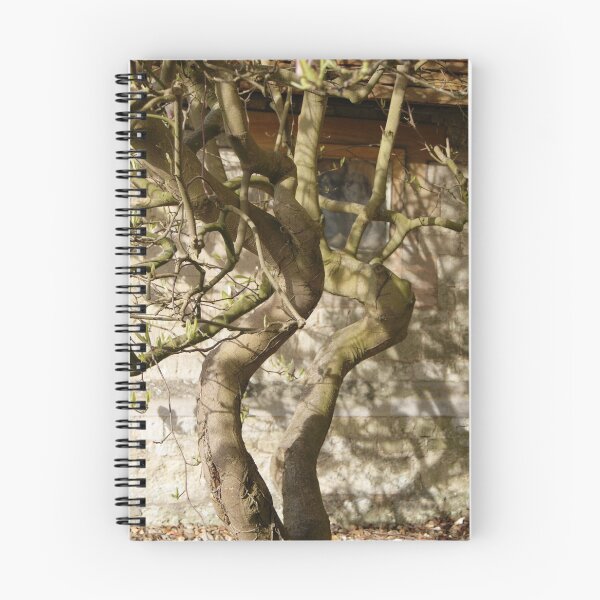 Item preview, Bare magnolia against church stonework. designed and sold by kkkkatieartist .