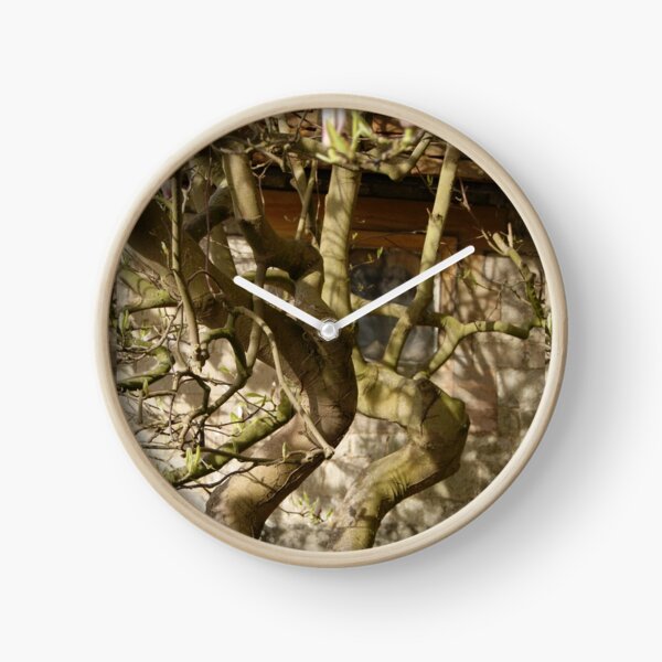 Item preview, Bare magnolia against church stonework. designed and sold by katiecornet.