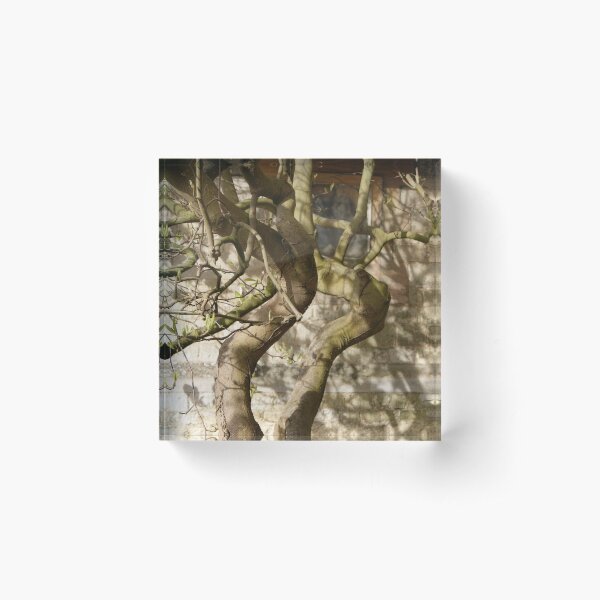Item preview, Bare magnolia against church stonework. designed and sold by katiecornet.