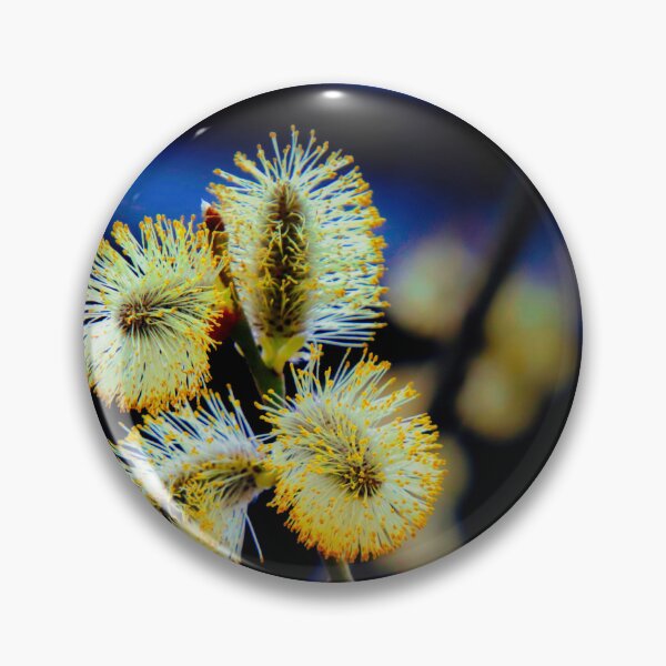 Item preview, Pussy Willow in Bloom - Willow catkin in bloom designed and sold by Ruhrpottpicture.