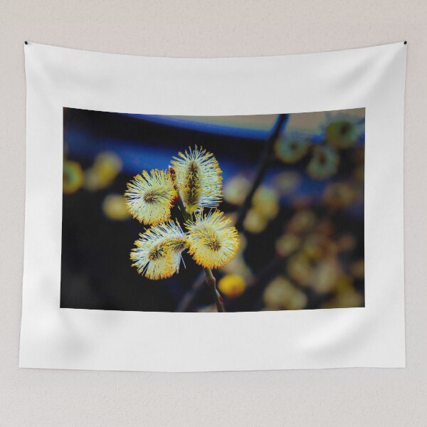 Item preview, Pussy Willow in Bloom - Willow catkin in bloom designed and sold by Ruhrpottpicture.
