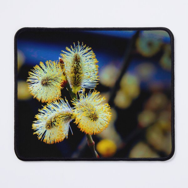 Item preview, Pussy Willow in Bloom - Willow catkin in bloom designed and sold by Ruhrpottpicture.