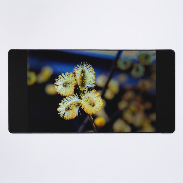 Item preview, Pussy Willow in Bloom - Willow catkin in bloom designed and sold by Ruhrpottpicture.