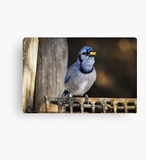 Blue Jay eating peanuts Canvas Print