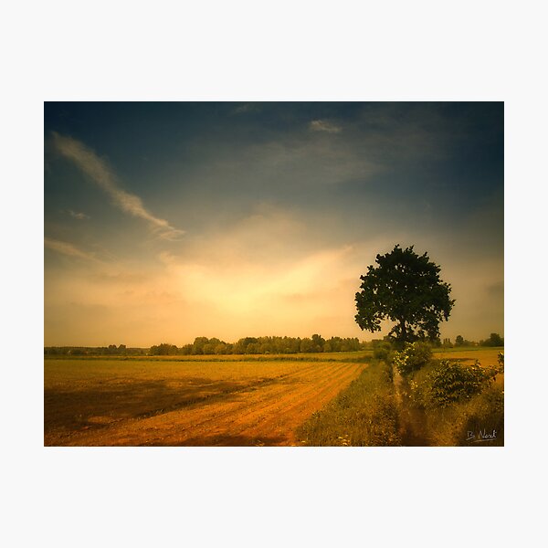 Tree Photographic Print
