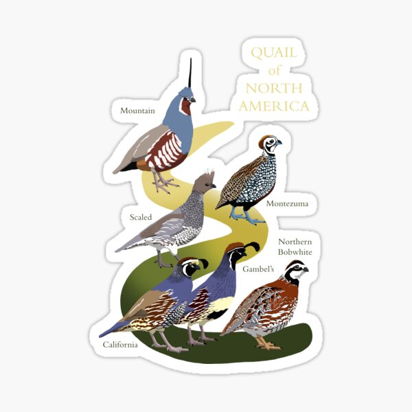 Item preview, Quail of North America (with text) designed and sold by BennuBirdy.