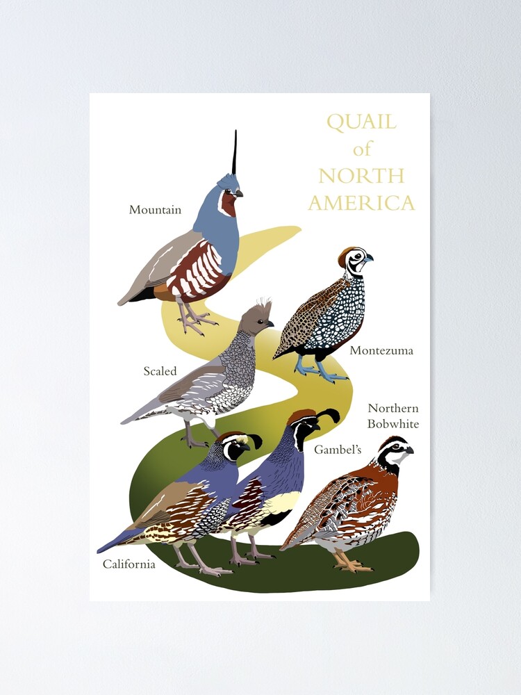 Quail of North America (with text) | Poster