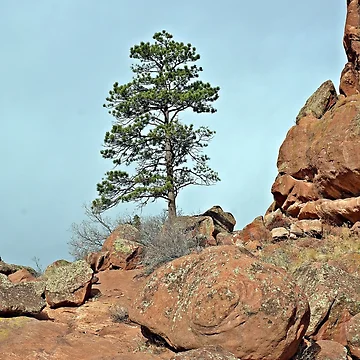 Artwork thumbnail, Red Rocks Tree by VikingVisual