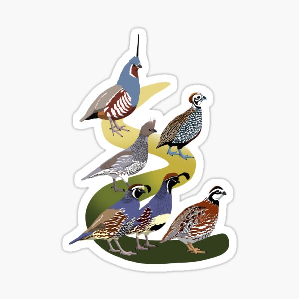 Quail of North America (no text) Sticker