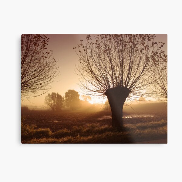 Willow Metal Print