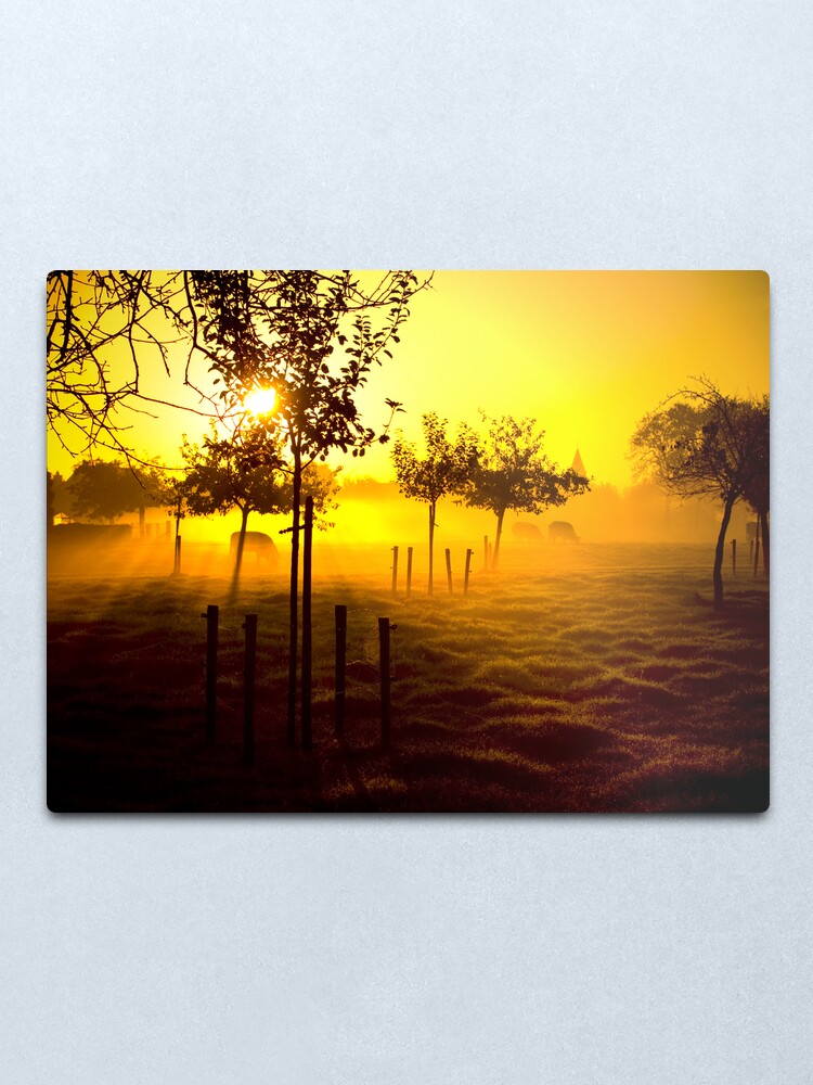 Alternate view of Grazing cows Metal Print