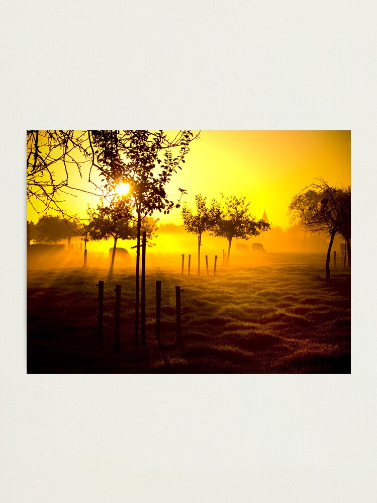 Alternate view of Grazing cows Photographic Print