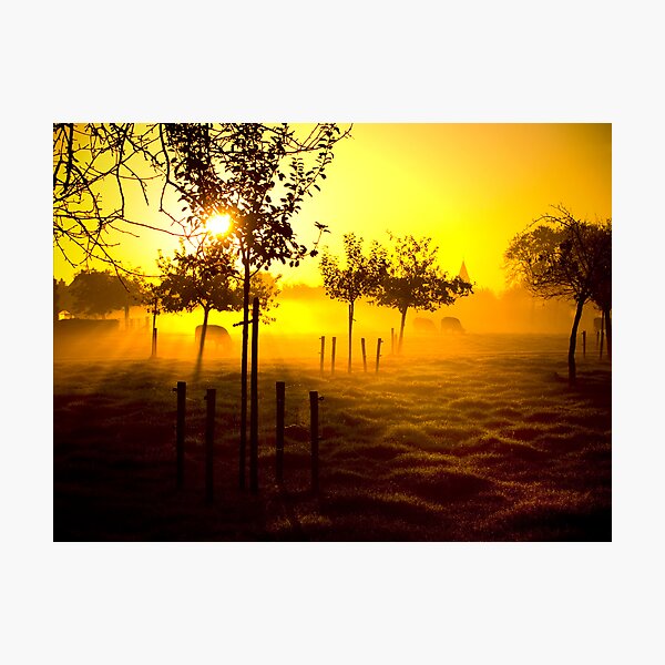 Grazing cows Photographic Print