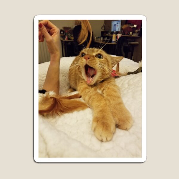 Roaring Dan Magnet