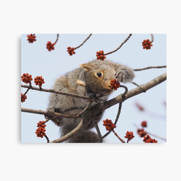Item preview, Spring Squirrel  designed and sold by drethelin.