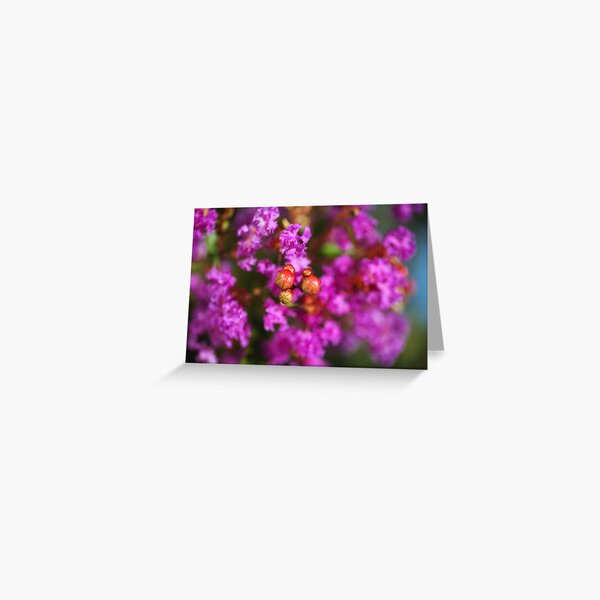 Vista previa del artículo con la obra «Crepe Myrtle de color rosa y con brotes», diseñado y vendido por Joy Watson - Natural Light Photography .