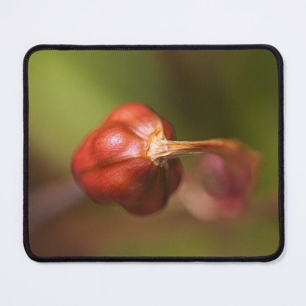 Item preview, Lily Flower Seed Pod Red  designed and sold by Joy Watson - Natural Light Photography .