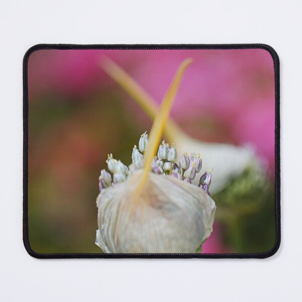 Item preview, Garlic Flower Has A Shadow designed and sold by Joy Watson - Natural Light Photography .