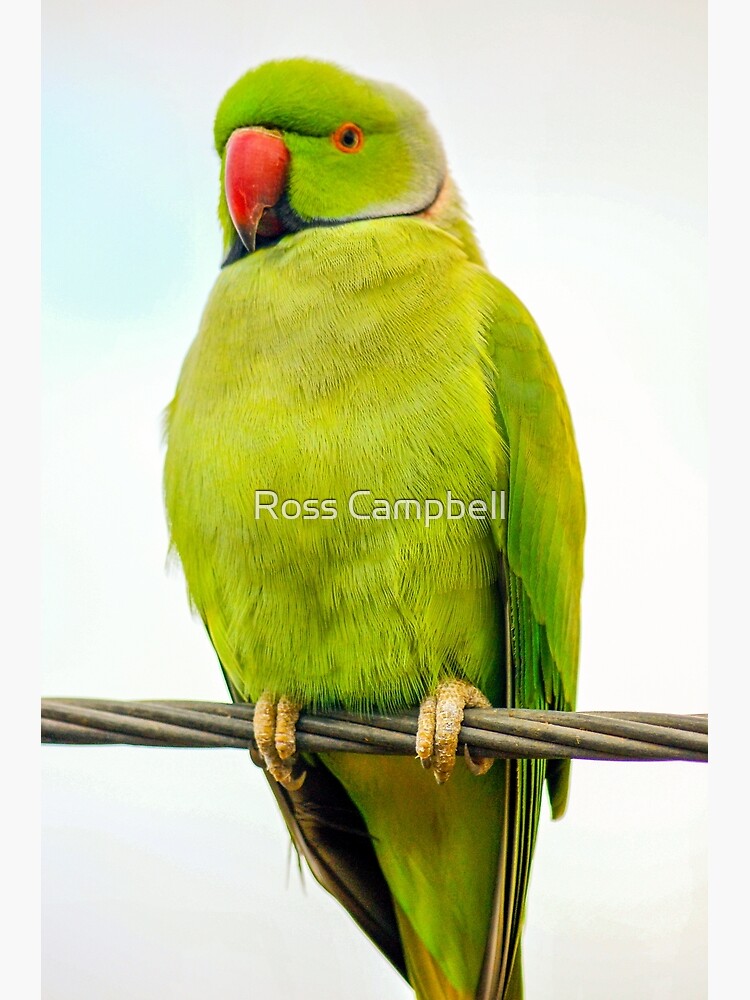 Birds of Saudi Arabia: Rose-ringed Parakeets – Dhahran Cricket Field