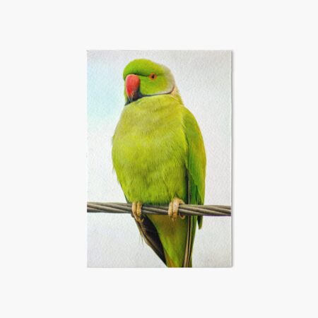 Rose-ringed Parakeet | BirdForum