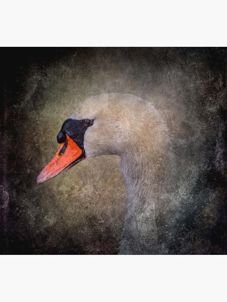 Mute Swan by tinabellvance