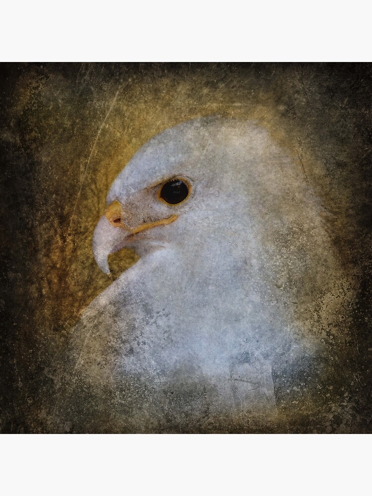Leucistic Red Tailed Hawk by tinabellvance