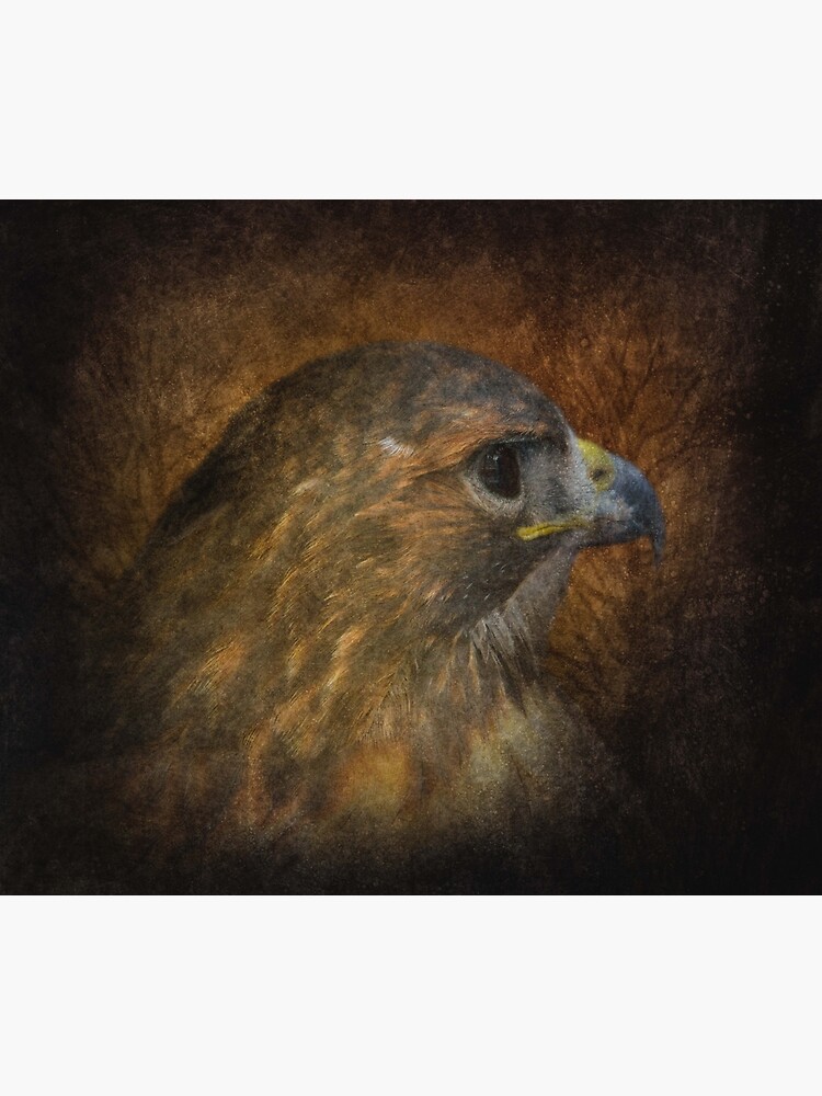 Red Tailed Hawk by tinabellvance