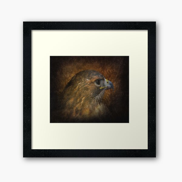Red Tailed Hawk Framed Art Print