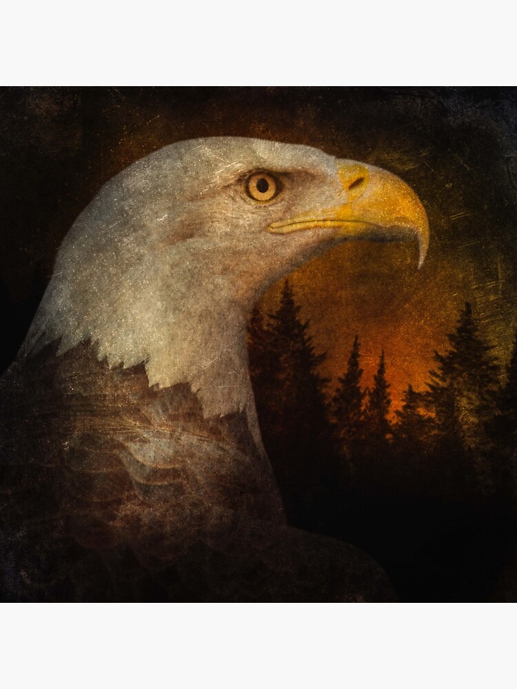 Bald Eagle by tinabellvance