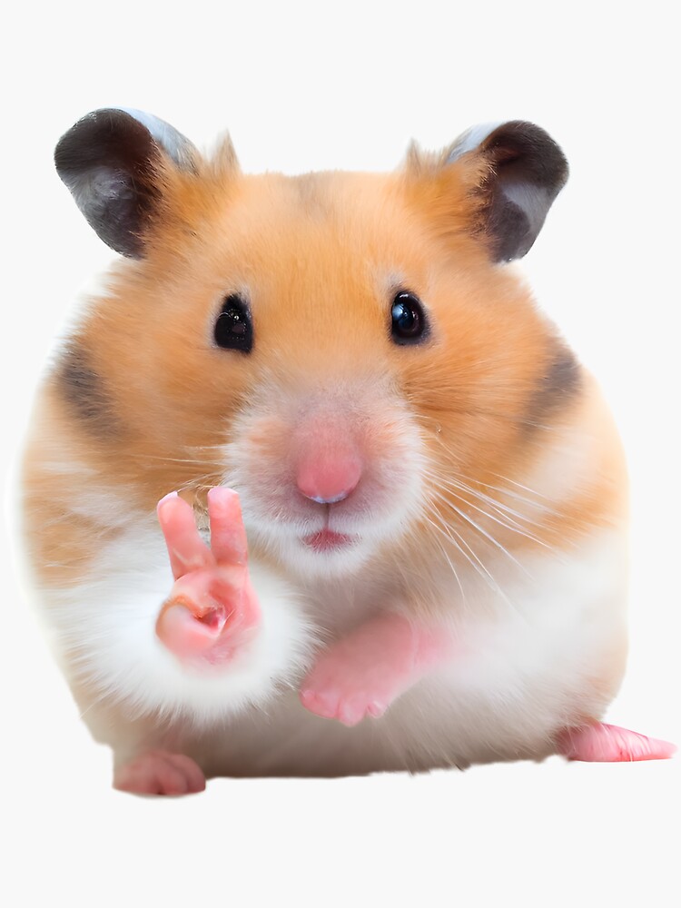 Hamster transparent 2024