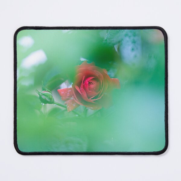 Artikelvorschau, A red rose hidden in a bush photography entworfen und verkauft von CrunchyCableStudio.