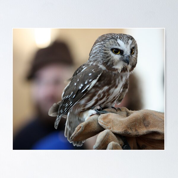 Item preview, Northern Saw-Whet Owl designed and sold by lloydsjourney.