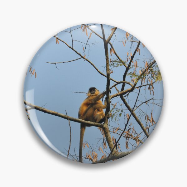 Item preview, A of Gee's Golden langur, black faced, and long haired, resting on a tree in forest designed and sold by kstanvir.