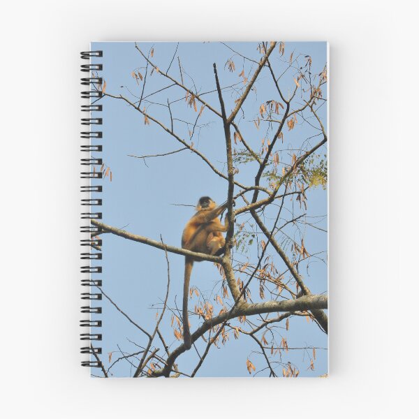 Item preview, A of Gee's Golden langur, black faced, and long haired, resting on a tree in forest designed and sold by kstanvir.