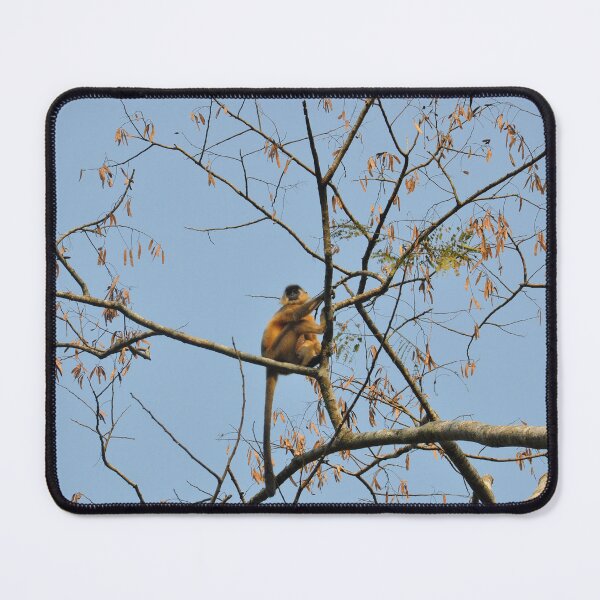 Item preview, A of Gee's Golden langur, black faced, and long haired, resting on a tree in forest designed and sold by kstanvir.