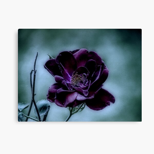 Beauty Surviving a Gloomy Night Canvas Print