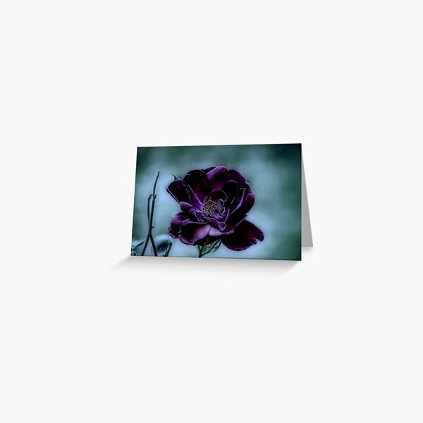 Beauty Surviving a Gloomy Night Greeting Card