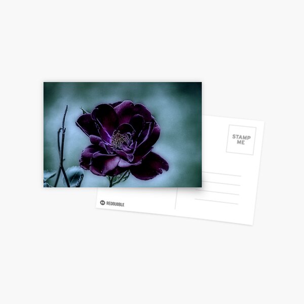 Beauty Surviving a Gloomy Night Postcard