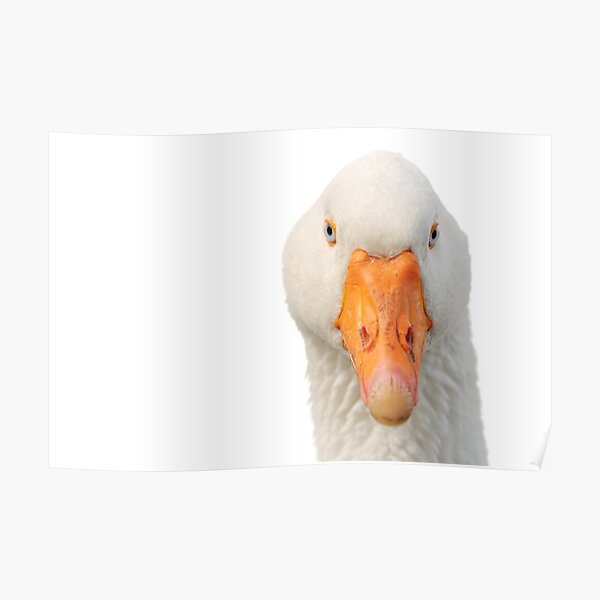 Head of a white goose Poster