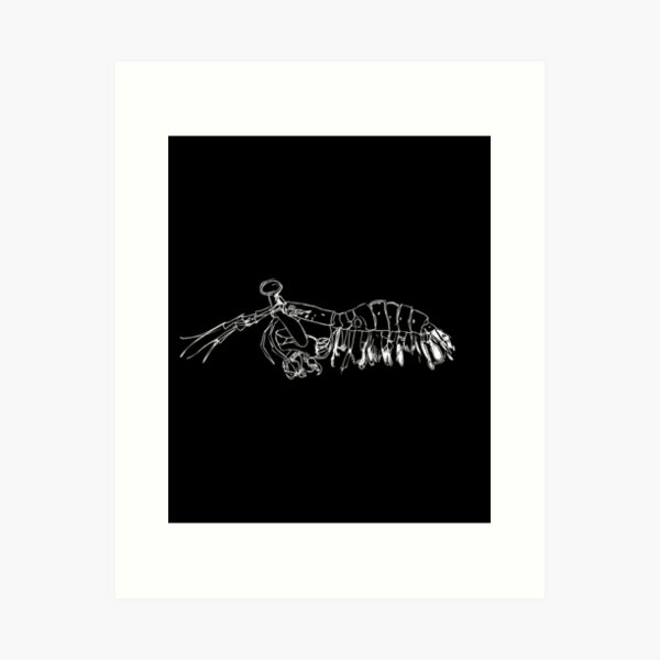 Item preview, Mantis Shrimp White Line designed and sold by yotemarket.
