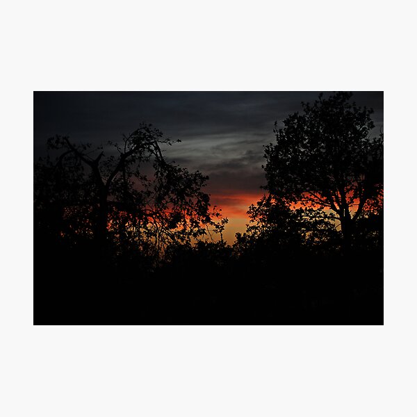 Trees On Sunset Photographic Print
