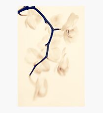 Lensbaby orchid Photographic Print